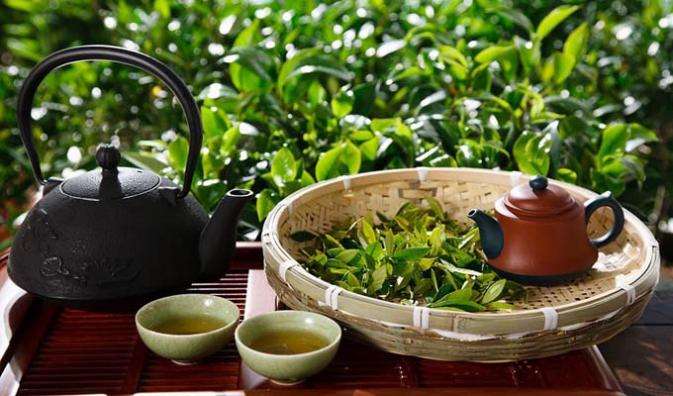 福贡县：茶叶种植促农增收