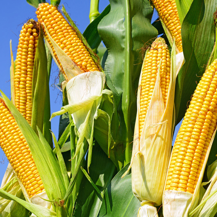 今年饲用玉米消费未明显增加　不支撑价格持续走高